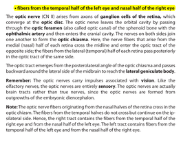 The Optic Nerve (CN II) Arises from Axons of Ganglion Cells of the Retina, Which Converge at the Optic Disc