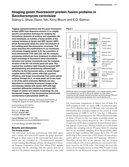 Imaging Green Fluorescent Protein Fusion Proteins in Saccharomyces Cerevisiae Sidney L