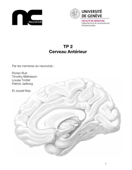 TP 2 Cerveau Antérieur