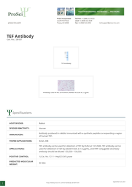 TEF Antibody Cat