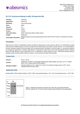 Polyclonal Antibody to ADD1 (Phospho-Ser726)