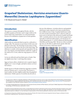 Grapeleaf Skeletonizer, Harrisina Americana (Guerin- Meneville) (Insecta: Lepidoptera: Zygaenidae)1 F