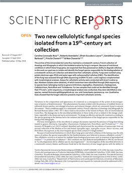 Two New Cellulolytic Fungal Species Isolated from a 19Th-Century Art