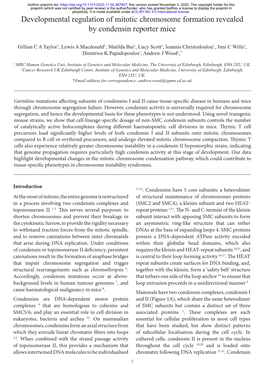 Developmental Regulation of Mitotic Chromosome Formation Revealed by Condensin Reporter Mice