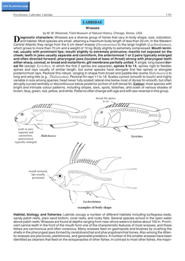 Labridae 1701