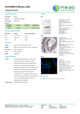 Anti-GNA13 Mouse Mab