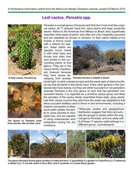 Leaf Cactus, Pereskia Spp