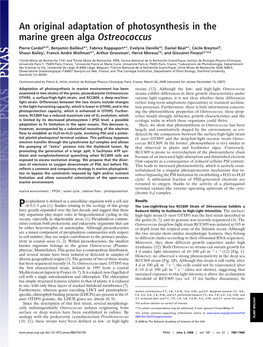 An Original Adaptation of Photosynthesis in the Marine Green Alga Ostreococcus