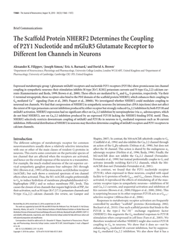 The Scaffold Protein NHERF2 Determines the Coupling of P2Y1 Nucleotide and Mglur5 Glutamate Receptor to Different Ion Channels in Neurons