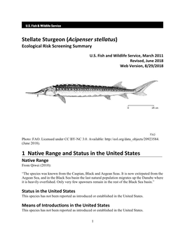 Stellate Sturgeon (Acipenser Stellatus) Ecological Risk Screening Summary