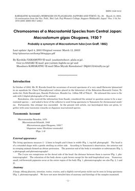 Macrostomum Gigas Okugawa, 1930 ?