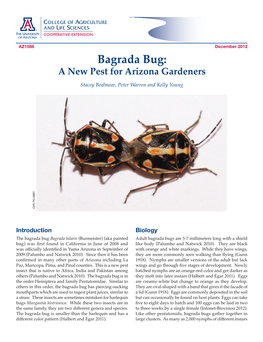 Bagrada Bug: a New Pest for Arizona Gardeners Stacey Bealmear, Peter Warren and Kelly Young