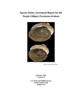 Species Status Assessment Report for the Purple Lilliput (Toxolasma Lividum)