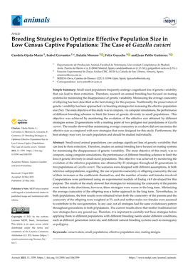 Breeding Strategies to Optimize Effective Population Size in Low Census Captive Populations: the Case of Gazella Cuvieri