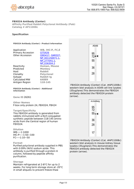 FBXO24 Antibody (Center) Affinity Purified Rabbit Polyclonal Antibody (Pab) Catalog # Ap11008c