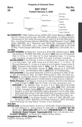 BAY COLT Barn 28 Hip No