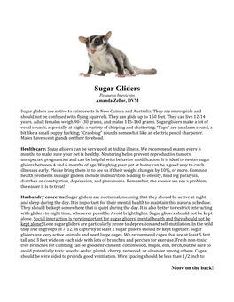 Sugar Gliders Petaurus Breviceps Amanda Zellar, DVM