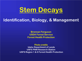 Brennan Ferguson USDA Forest Service Forest Health Protection