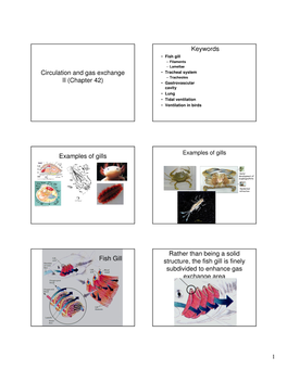 Keywords Examples of Gills Fish Gill Rather Than Being a Solid Structure