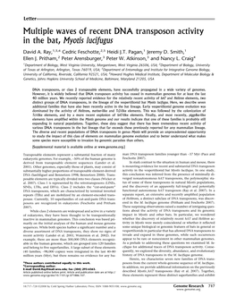 Multiple Waves of Recent DNA Transposon Activity in the Bat, Myotis Lucifugus