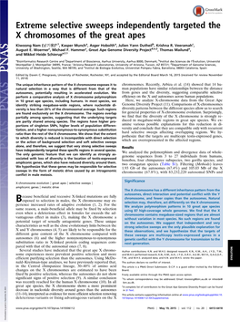 Extreme Selective Sweeps Independently Targeted the X Chromosomes of the Great Apes