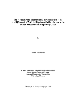 MLRQ Subunit of NADH:Ubiquinone Oxidoreductase in the Human Mitochondrial Respiratory Chain