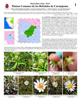 Plantas Comunes De Los Bofedales De Carampoma