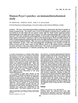 Human Peyer's Patches: an Immunohistochemical Study