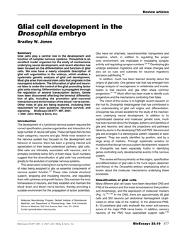Glial Cell Development in the Drosophila Embryo