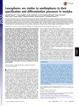 Leucophores Are Similar to Xanthophores in Their Specification and Differentiation Processes in Medaka