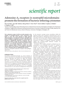 Adenosine-A3 Receptors in Neutrophil Microdomains Promote The