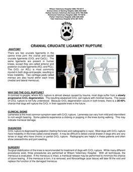 CRANIAL CRUCIATE LIGAMENT RUPTURE ANATOMY There Are Two Cruciate Ligaments in the Canine Knee Joint: the Cranial and Caudal Cruciate Ligaments (Crcl and Cacl)