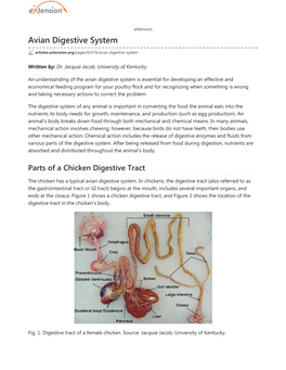 Avian Digestive System