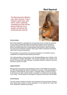 Red Squirrel