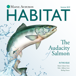 The Audacity Salmon of in THIS ISSUE Maine’S Salmon Story Kids V