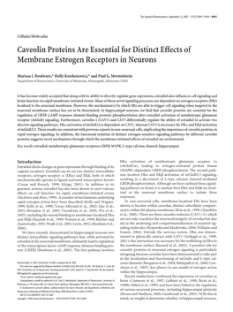 Caveolin Proteins Are Essential for Distinct Effects of Membrane Estrogen Receptors in Neurons