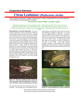 Citrus Leafminer