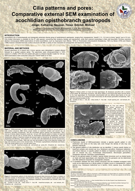 Review of the Red Sea Phyllidiidae (Gastropoda: Nudibranchia)