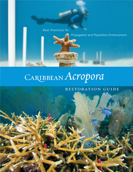 Acropora