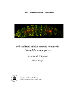 Toll-Mediated Cellular Immune Response in Drosophila Melanogaster