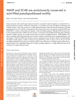WASP and SCAR Are Evolutionarily Conserved in Actin-Filled Pseudopod-Based Motility