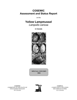 Yellow Lampmussel (Lampsilis Cariosa) in New Brunswick: a Population of Significant Conservation Value