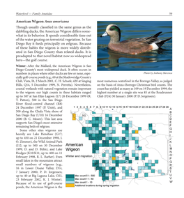 American Wigeon Anas Americana Though Usually Classified in the Same Genus As the Dabbling Ducks, the American Wigeon Differs Some- What in Its Behavior