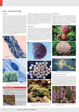 Mycorrhizal Fungi