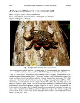 Aratus Pisonii (Mangrove Tree-Climbing Crab)