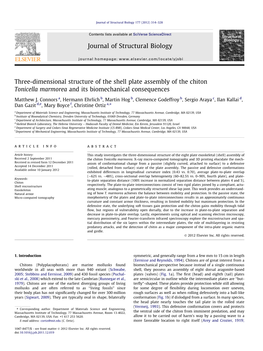 Three-Dimensional Structure of the Shell Plate Assembly of the Chiton Tonicella Marmorea and Its Biomechanical Consequences