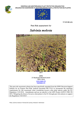 Salvinia Molesta RA