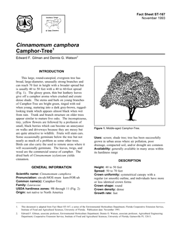 Cinnamomum Camphora Camphor-Tree1 Edward F