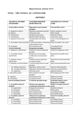 Практическое Занятие № 14 Тема: the Vessels of Lower Limb