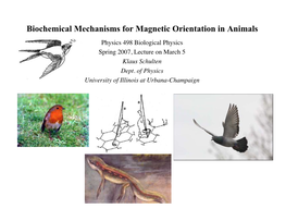 Biochemical Mechanisms for Magnetic Orientation in Animals Physics 498 Biological Physics Spring 2007, Lecture on March 5 Klaus Schulten Dept